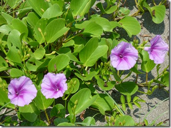 P1070443