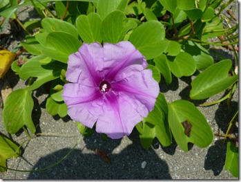 P1070446