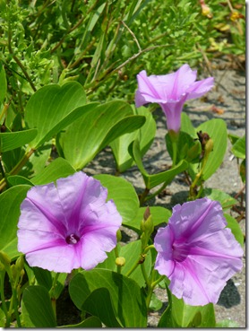 P1070447