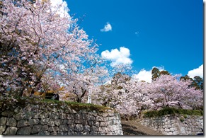 舞鶴公園の桜