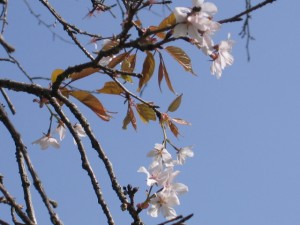 sakura09031602