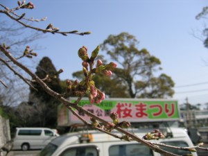 sakura09031701