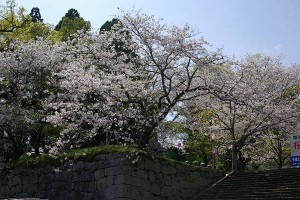 sakura09032501